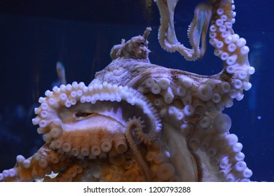 Monterey Bay Aquarium Octopus