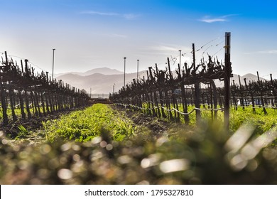 Monterey County Vineyard In The Winter