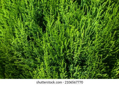 Monterey Cypress With Fresh Green Leaves.