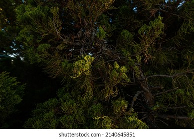 Monterey Cypress Pine Tree In Nature