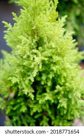 Monterey Cypress Plant Selective Focus Closeup