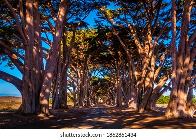 The Monterey Cypress tree tunnel, at the Point Reyes National Seashore, was planted around 1930.