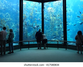 MONTEREY - MARCH 2: Visitors view fish in the Kelp Forest tank at The Monterey Bay Aquarium the on March 2, 2016 in Monterey, California, USA.