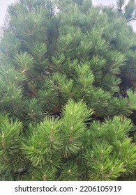 Monterey Pine With Cones In The Garden