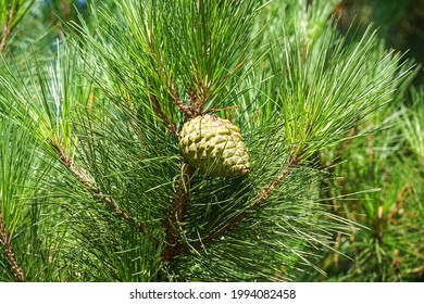 Monterey Pine, Pinus Radiata, Branch With Cones