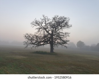 Monterey Pine Tree In Fog 