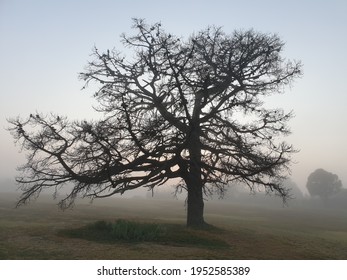 Monterey Pine Tree Morning Fog