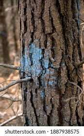 A Monterey Pine Tree Trunk Marked To Be Harvested.