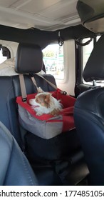 Monterrey Nuevo Leon, Mexico. July 12, 2020 . Dog in a safety seat  car for dogs.