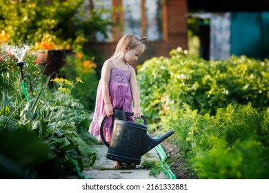 Montessori Outside And Natural Gardening,cute Toddler Kid Girl In Dress With Big Watering Can Waters Beds In Garden Summer, Child Helps In Garden And Kid Taking Care Of Plants.