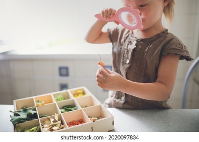 Montessori And Sensory Development, The Child Learns Colors With A Magnifying Glass, Sorts The Petals And Leaves By Color. The Child Plays With Natural Materials