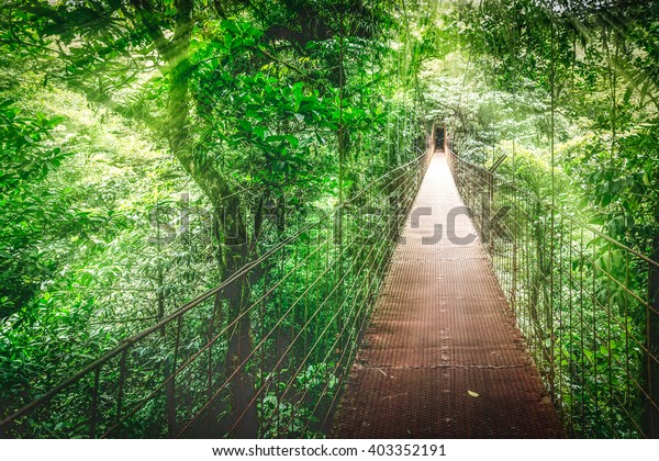 Monteverde Cloud Forest Hanging Bridge Canopy Stock Photo Edit Now