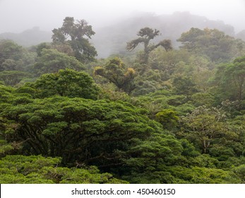 Monteverde Cloud Forest Reserve In Costa Rica
