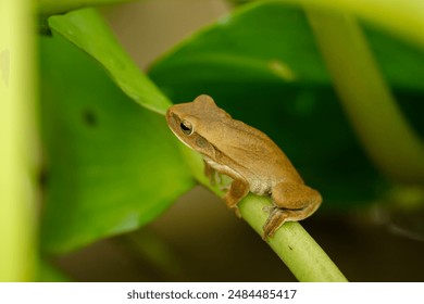 Montevideo tree frog (Boana pulchella) on a camalote in the Parana River in Santa Fe, Argentina. - Powered by Shutterstock