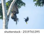 montezuma oropendola bird nests in nature Costa Rica tropical 