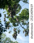 montezuma oropendola bird nests in nature Costa Rica tropical 