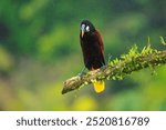 Montezuma Oropendola - Psarocolius montezuma, beautiful brown bird from Central America forest, Costa Rica.