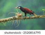 Montezuma Oropendola - Psarocolius montezuma, beautiful brown bird from Central America forest, Costa Rica.