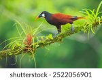 Montezuma Oropendola - Psarocolius montezuma, beautiful brown bird from Central America forest, Costa Rica.