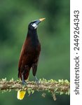 Montezuma Oropendola (Psarocolius montezuma), Costa Rica, Central America - stock photo