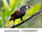 The Montezuma oropendola ( Psarocolius montezuma) Costa Rica.