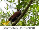 Montezuma oropendola (Psarocolius montezuma) is a New World tropical icterid bird. La Fortuna, Volcano Arenal, Wildlife and birdwatching in Costa Rica.