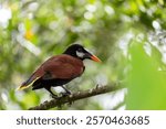 Montezuma oropendola (Psarocolius montezuma) is a New World tropical icterid bird. La Fortuna, Volcano Arenal, Wildlife and birdwatching in Costa Rica.