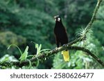 Montezuma Oropendola (Psarocolius Montezuma) perched on a branch, Costa Rica