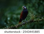 Montezuma Oropendola, Psarocolius montezuma, portrait of exotic bird from Costa Rica, brown with black head and orange bill, clear green background. Wildlife scene from tropical nature.