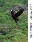 Montezuma Oropendola (Psarocolius Montezuma) taking off, Costa Rica