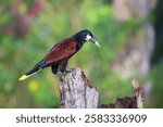 The Montezuma oropendola, Psarocolius montezuma, is a tropical icterid bird