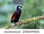 The Montezuma oropendola, Psarocolius montezuma, is a tropical icterid bird