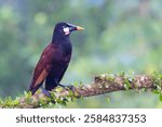 The Montezuma oropendola, Psarocolius montezuma, is a tropical icterid bird