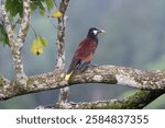 The Montezuma oropendola, Psarocolius montezuma, is a tropical icterid bird