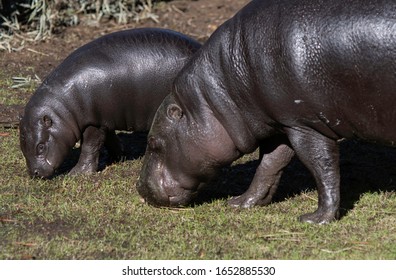 Montgomery, Alabama/USA-Jan. 25, 2020: African Pygmy Hippo (Choeropsis Liberiensis) Calf And Its Mother Exhibited At The Montgomery Zoo.