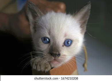 Anak Kucing Images Stock Photos Vectors Shutterstock