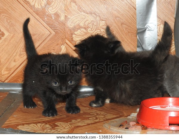 Monthly Kittens Born Street Cat Garage Stock Photo Edit Now