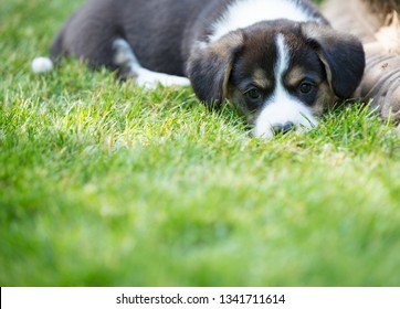 Monthly puppy of a corgi sit aon a lawn. Breeding purebred dogs