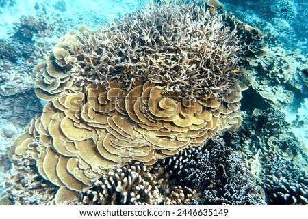Montipora capricornis hard coral reef.