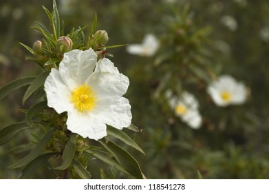 Montpelier Cistus - Cistus Monspeliensis - In Thebheath Fields Of Alentejo, Portugal