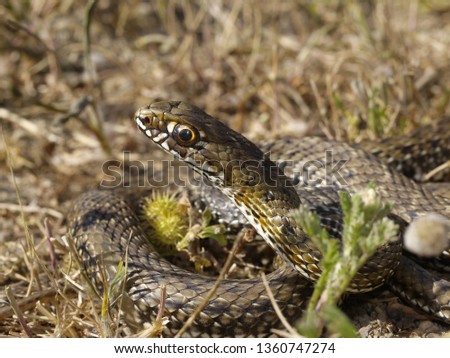 Similar – Vipera ursinii rakosiensis in situ