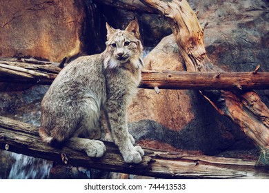 Montreal Biodome Canada Lynx