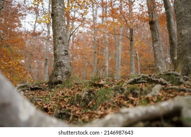 Montseny, Catalunya. November 9, 2021. Autumn colors in the natural environment of Montseny.