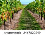 Mont-sur-Rolle, Nyon, canton Vaud, Switzerland, Europe - Romandy, La Côte wine region, bunches of Chasselas ripe white wine grapes still hanging on bushes, September, Lake Geneva in far background