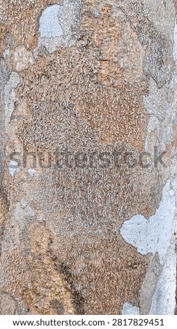 A monumental 2-meter vertical panorama of Graphis scripta lichen resembling ancient asemic writing or rice grains on a rubber tree in Borneo. Combined with Lecanora map textures and cracked Arthonia parchment, this creates the ultimate seamless texture for sci-fi, historical, and luxury design. Macro photograph