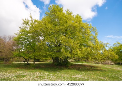 Monumental fagus sylvatica tree
