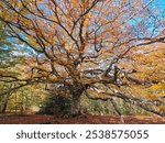 Monumental and secular beech tree in the famous italian forest of Canfaito during autumn season, Marche region, Italy