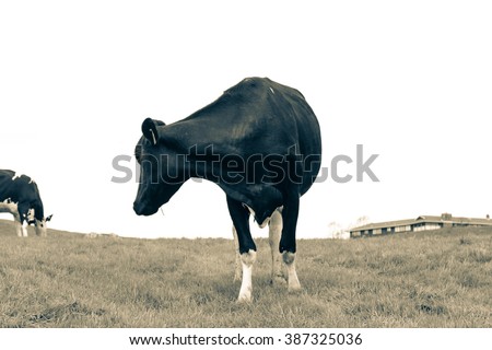 Similar – Cow rest Nature Animal Sky