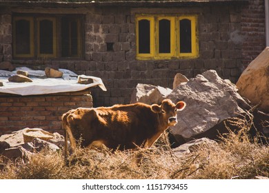 A moo for help