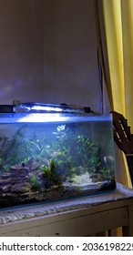 Mood Booster Interior Room Aquascape